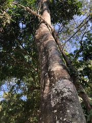 Gallesia integrifolia