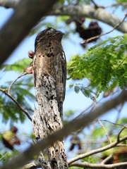 Nyctibius jamaicensis