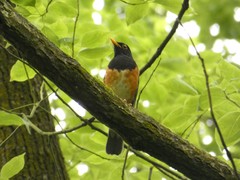 Turdus dissimilis