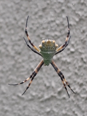 Argiope argentata