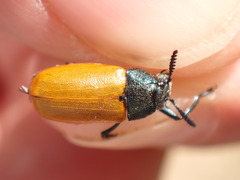 Labidostomis taxicornis