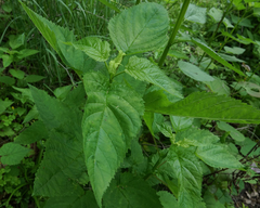 Scrophularia marilandica