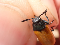 Labidostomis taxicornis