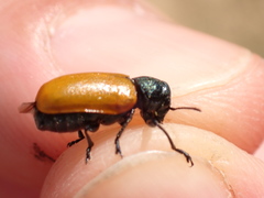 Labidostomis taxicornis