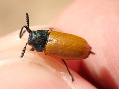 Labidostomis taxicornis