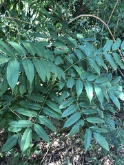 Astronium graveolens