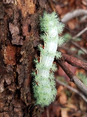 Automeris cecrops pamina