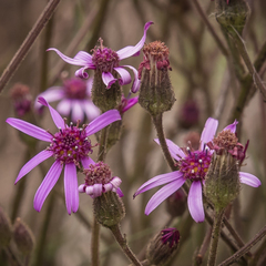 Senecio polyodon subglaber