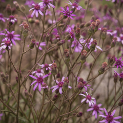 Senecio polyodon subglaber