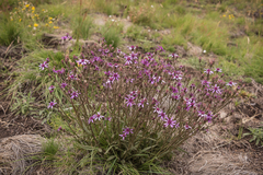 Senecio polyodon subglaber