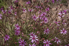 Senecio polyodon subglaber