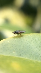 Chloropidae