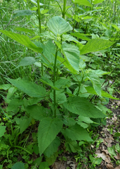 Scrophularia marilandica