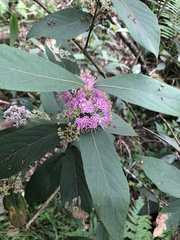Callicarpa tikusikensis