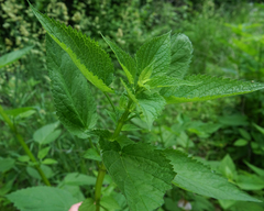 Agastache nepetoides