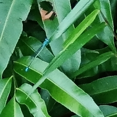 Pseudagrion microcephalum