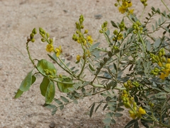 Senna holosericea
