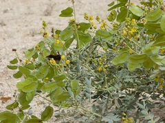 Senna holosericea