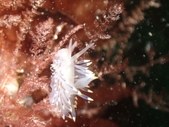 Eubranchus tricolor