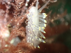 Eubranchus tricolor