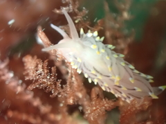 Eubranchus tricolor