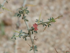 Indigofera spinosa