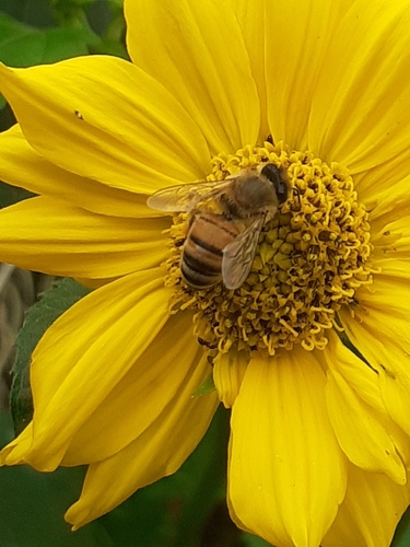 photo of Western Honey Bee (Apis mellifera)