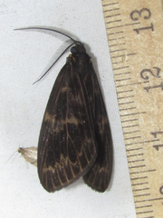 Chrysoglossa maxima
