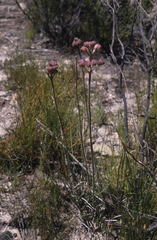 Dilatris ixioides