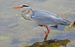 Ardea cinerea
