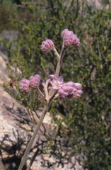 Dilatris ixioides