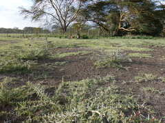 Vachellia xanthophloea