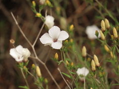Linum tenuifolium