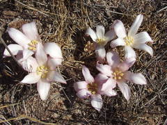 Gethyllis ciliaris