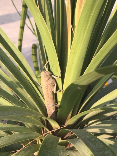 Egyptian Bird Grasshopper