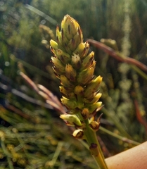 Thesium spicatum