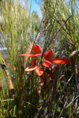 Disa cardinalis