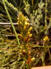 Thesium spicatum