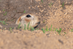 Spermophilus erythrogenys