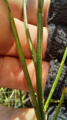 Thesium spicatum