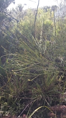 Thesium spicatum