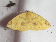 Periclina