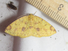 Periclina