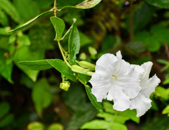 Escobedia grandiflora