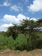 Vachellia abyssinica