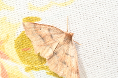 Metarranthis duaria