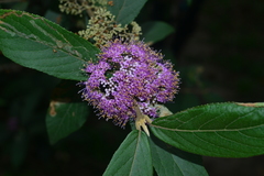 Callicarpa tikusikensis