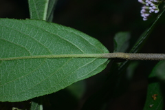 Callicarpa tikusikensis