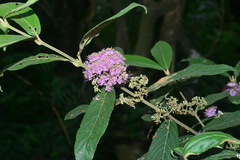 Callicarpa tikusikensis