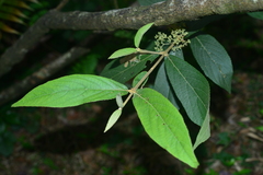 Callicarpa tikusikensis